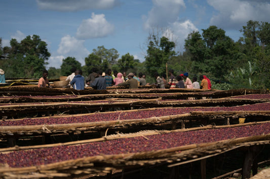 Ethiopia – Sidama (Washed)